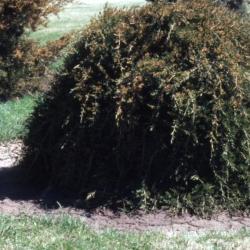 Juniperus virginiana 'Pendula' (Weeping eastern red-cedar)