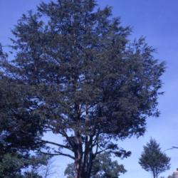 Juniperus virginiana (eastern red-cedar), near picnic bench