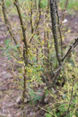 Caragana arborescens (Siberian Pea-shrub), leaf, fall
