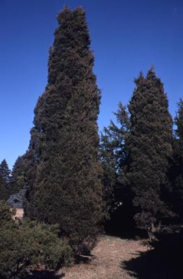 Juniperus virginiana ‘Nova’ (Nova eastern red-cedar), spring