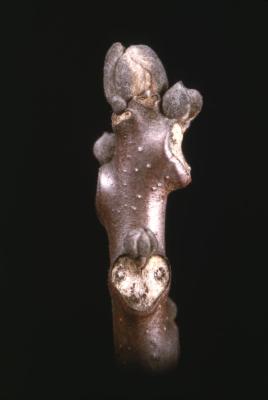 Juglans nigra (black walnut), twig