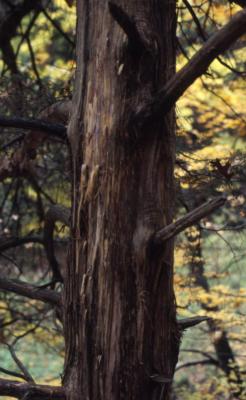 Juniperus virginiana (eastern red-cedar), bark