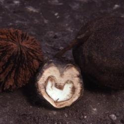 Juglans nigra (black walnut), nuts