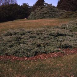 Juniperus virginiana ‘Silver Spreader’ (Silver Spreader eastern red-cedar)