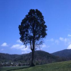 Juniperus virginiana (eastern red-cedar), on hill