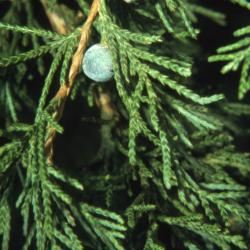 Juniperus virginiana (eastern red-cedar), leaves with berrylike seed cones