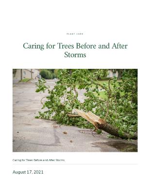 Caring for Trees Before and After Storms