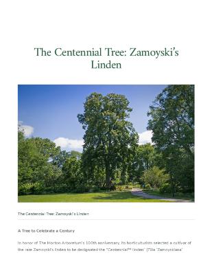 The Centennial Tree: Zamoyski's Linden