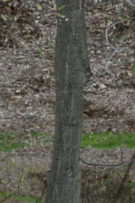 Carpinus caroliniana subsp. virginiana (American Hornbeam), bark, trunk