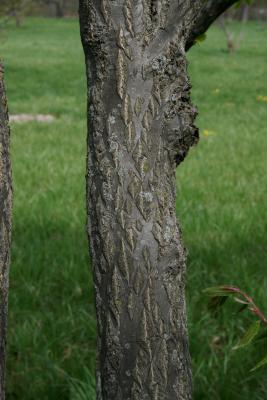 Carpinus cordata (Heart-leaved Hornbeam), bark, trunk