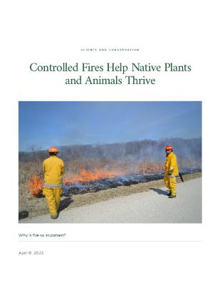 Controlled Fires Help Native Plants and Animals Thrive