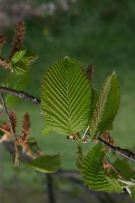 Carpinus cordata (Heart-leaved Hornbeam), leaf, new