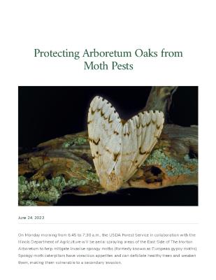 Protecting Arboretum Oaks from Moth Pests