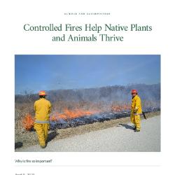 Controlled Fires Help Native Plants and Animals Thrive