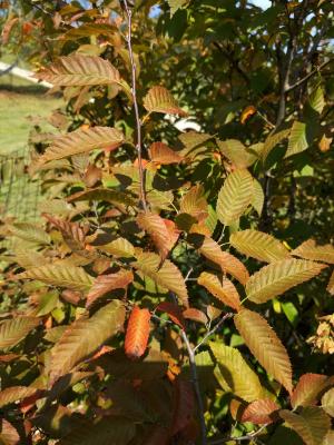 Carpinus caroliniana 'J.N. Globe' (BALL O' FIRE™ American Hornbeam), leaf, fall