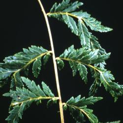 Juglans nigra ‘Laciniata’ (Cut-leaved black walnut), leaves 