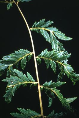 Juglans nigra ‘Laciniata’ (Cut-leaved black walnut), leaves 