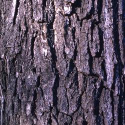 Juglans nigra (black walnut), bark