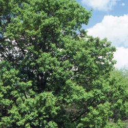 Acer campestre var. austriacum (Austrian hedge maple)