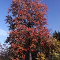 Acer x freemanii ‘Marmo’ (Marmo Freeman’s maple), fall color