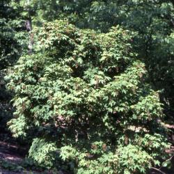 Acer campbellii subsp. flabellatum (fan-leaf maple)