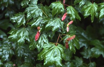 Acer circinatum (vine maple), leaves and fruit in summer