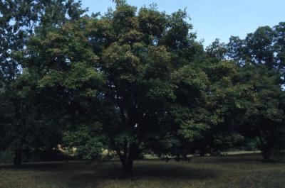 Acer ginnala (Amur maple), summer