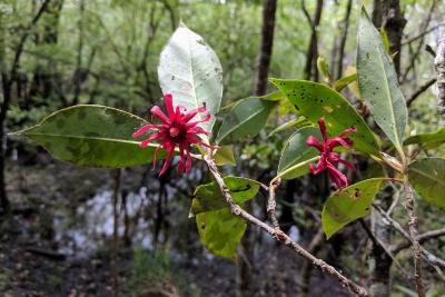 Flowers of Illicium floridanum (Florida anise tree)
