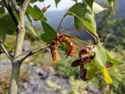 Caterpillar on an Acer wilsonii