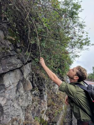 Peter Zale examining cliffside vegetation