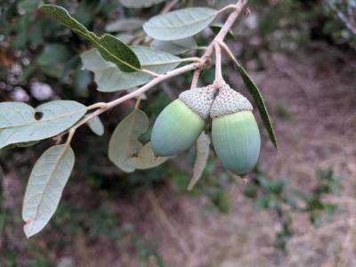 Fruits of Quercus fusiformis (Texas live oak)