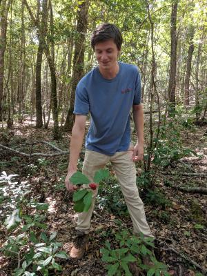 Tim Marchlik retrieving a Magnolia pyramidata (pyramidal magnolia) fruit