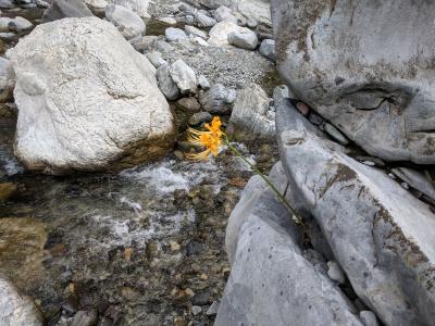 Lycoris aurea (golden spider lily) growing from a streamside crevice