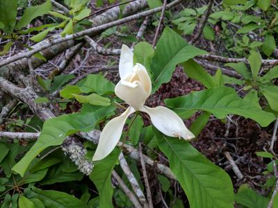 Flower of Magnolia pyramidata (pyramidal magnolia)
