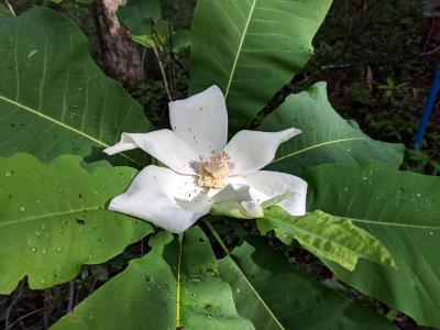 Flower of Magnolia ashei (Ashe's magnolia)