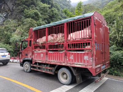 Pig truck stopped in Western Hubei