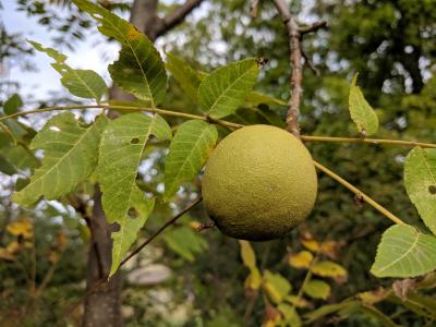 Large Juglans (walnut) fruit