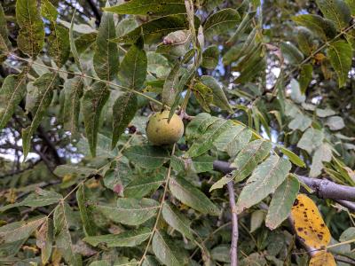 Juglans microcarpa (little walnut) fruit