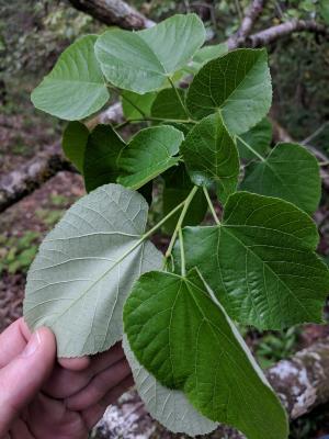 Foliage of Tilia americana var. heterophylla (white basswood)