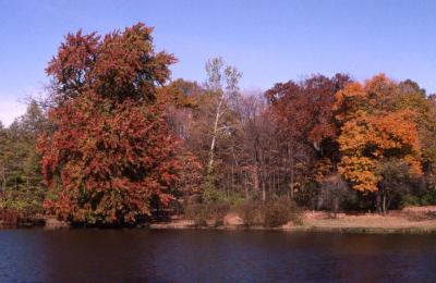 Acer x freemanii (Freeman’s maple) and Acer saccharum (sugar maple), along Lake Marmo showing fall color
