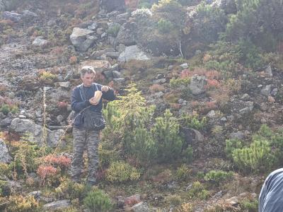 Adrian Oprea collecting Pinus mugo (mugo pine)