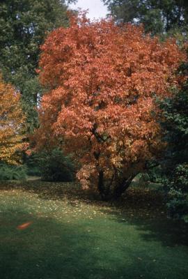 Acer ginnala (Amur maple), fall color