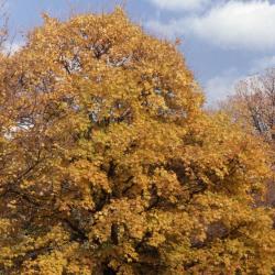 Acer campestre var. austriacum (Austrian hedge maple), fall color