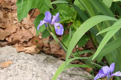 Iris versicolor L. (blue flag), flower buds