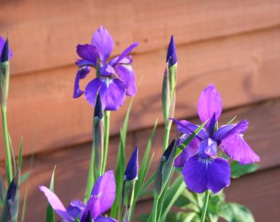 Iris sibirica (Siberian iris), flower buds