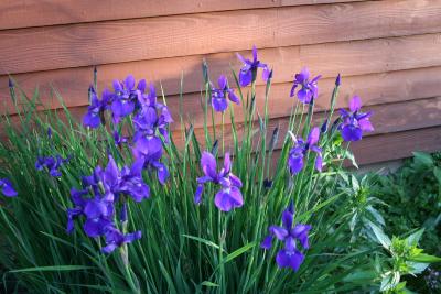 Iris sibirica (Siberian iris), form