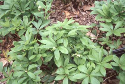 Helleborus niger L. (Christmas-rose), leaves