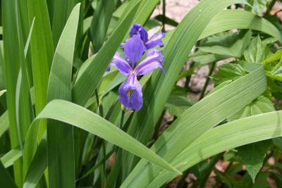 Iris versicolor L. (blue flag), flower