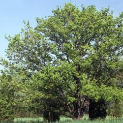 Acer campestre (hedge maple)
