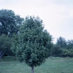 Acer campestre (hedge maple)